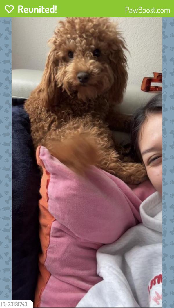 Reunited Female Dog last seen High country trl, Arlington, TX 76016