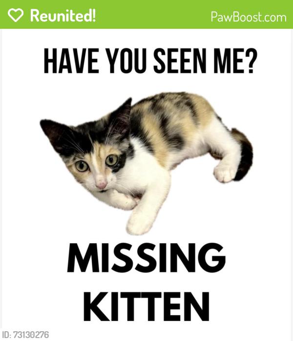 Reunited Female Cat last seen Canyon Creek neighboorhood, Austin, TX 78726