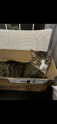 Lost Male Cat last seen marian catholic high school , Chicago Heights, IL 60411