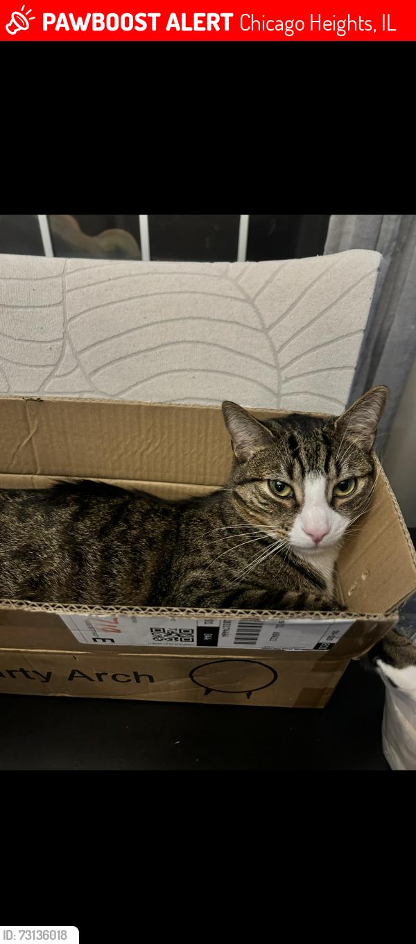 Lost Male Cat last seen marian catholic high school , Chicago Heights, IL 60411