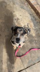 Reunited Female Dog last seen W A Bess Elementary School, Gastonia, NC 28056