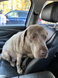 Reunited Female Dog last seen Shore road, Rural Hall, NC 27045