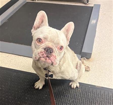 Shelter Stray Female Dog last seen , 600 Aviation Dr, Camarillo, CA 93010, USA