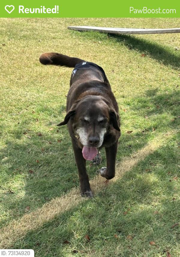 Reunited Male Dog last seen Near Wycliff Dr, China Spring, TX 76633, USA, China Spring, TX 76633