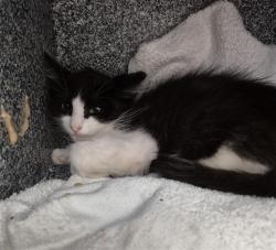 Shelter Stray Male Cat last seen STILLER CT / FERRELL WY, 9150 Union Park Way, Elk Grove, CA 95624, USA