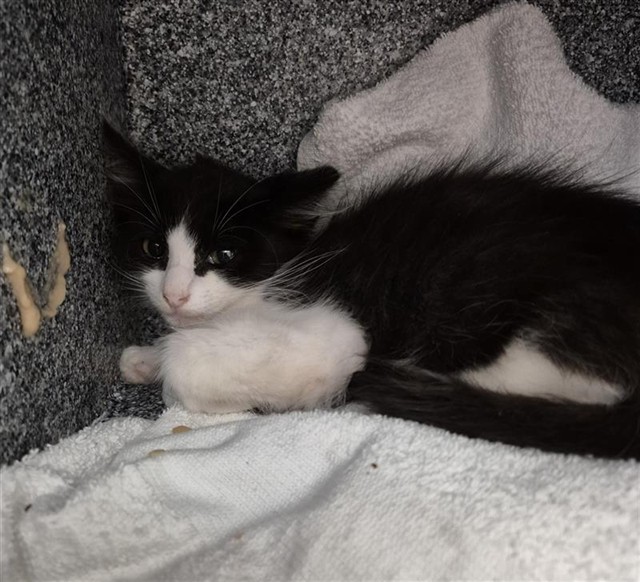 Shelter Stray Male Cat last seen STILLER CT / FERRELL WY, 9150 Union Park Way, Elk Grove, CA 95624, USA