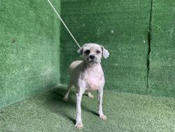 Shelter Stray Female Dog last seen , 5210 W Ave I, Lancaster, CA 93536, USA