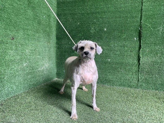Shelter Stray Female Dog last seen , 5210 W Ave I, Lancaster, CA 93536, USA