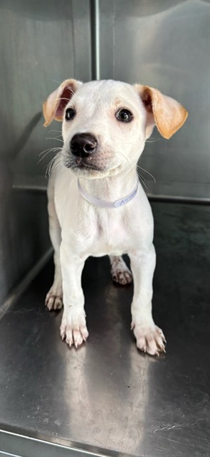 Shelter Stray Female Dog last seen , 4275 Elton St, Baldwin Park, CA 91706, USA