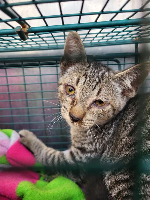 Shelter Stray Female Cat last seen Near BLOCK COLGLAZIER AVE, 4710 TX-151, San Antonio, TX 78227, USA