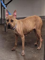 Shelter Stray Female Dog last seen , 1850 W 60th St, Los Angeles, CA 90047, USA