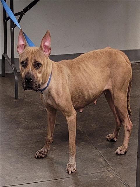 Shelter Stray Female Dog last seen , 1850 W 60th St, Los Angeles, CA 90047, USA