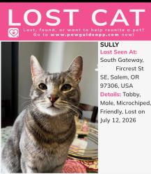Lost Male Cat last seen Gateway South, Salem, OR 97306