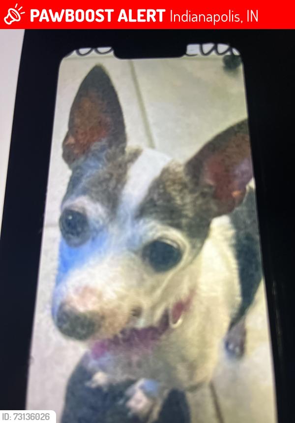 Lost Female Dog last seen Georgetown,34 st, falcon rd, Indianapolis, IN 46224