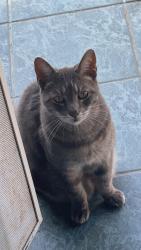 Lost Male Cat last seen Tustin avenue, Costa Mesa, CA 92627