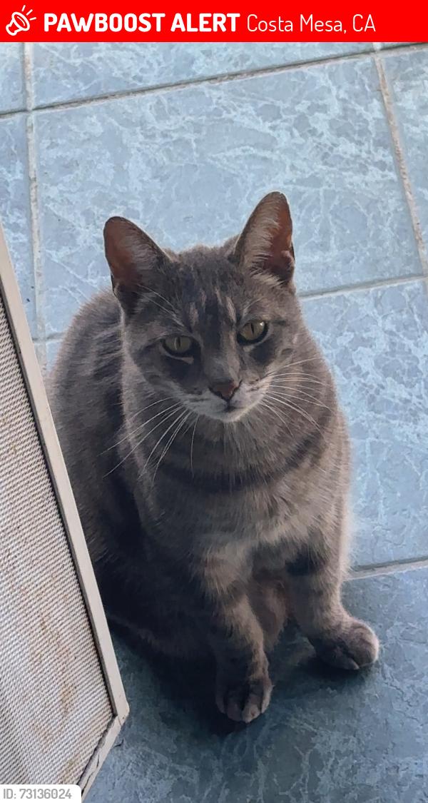 Lost Male Cat last seen Tustin avenue, Costa Mesa, CA 92627