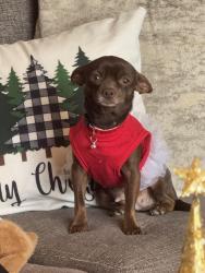 Lost Female Dog last seen In the backyard near ebonee Marie moody park, Tucson, AZ 85746