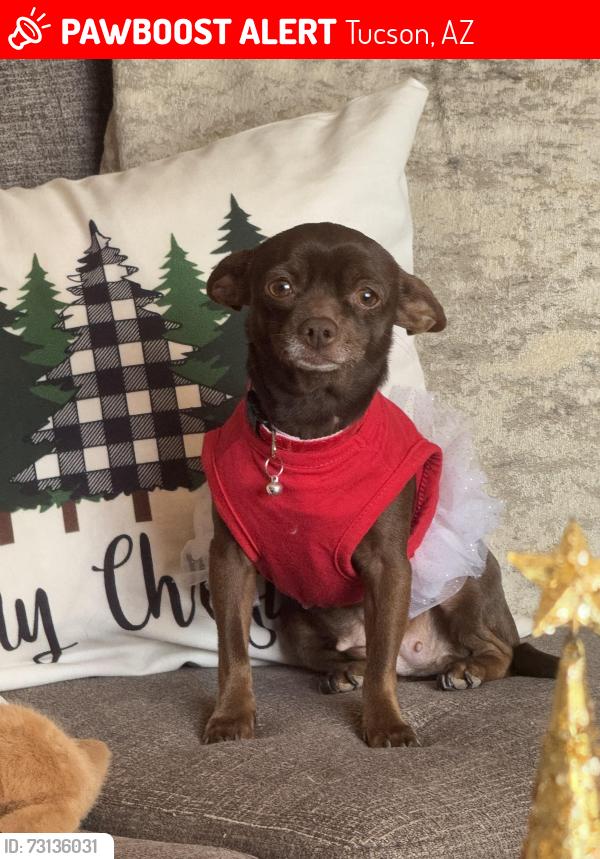 Lost Female Dog last seen In the backyard near ebonee Marie moody park, Tucson, AZ 85746