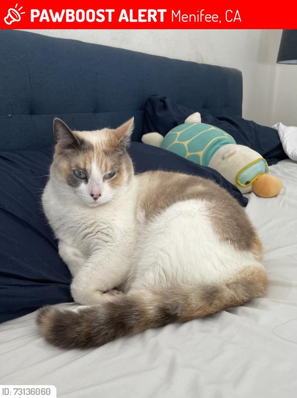 Lost Female Cat last seen Near Canterbury St Menifee CA 92585, Menifee, CA 92585