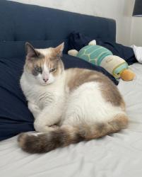 Lost Female Cat last seen Near Canterbury St Menifee CA 92585, Menifee, CA 92585