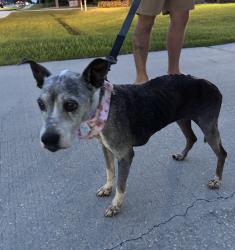 Reunited Unknown Dog last seen Port St. Lucie, Port St. Lucie, FL 34986