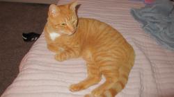 Lost Male Cat last seen laurel park, Gainesville, GA 30506