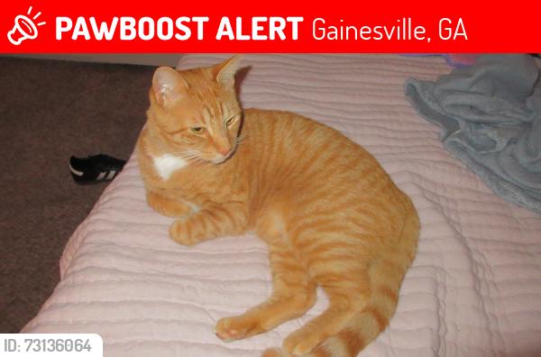 Lost Male Cat last seen laurel park, Gainesville, GA 30506