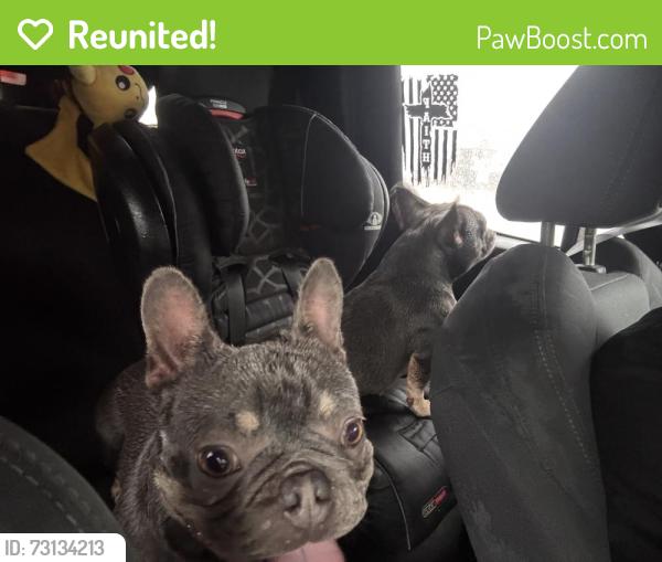 Reunited Female Dog last seen Skyview flts, Cypress, TX 77433