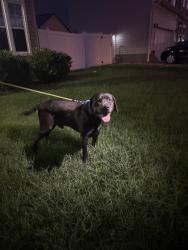 Found/Stray Male Dog last seen Breck Avenue, Virginia Beach, VA 23464