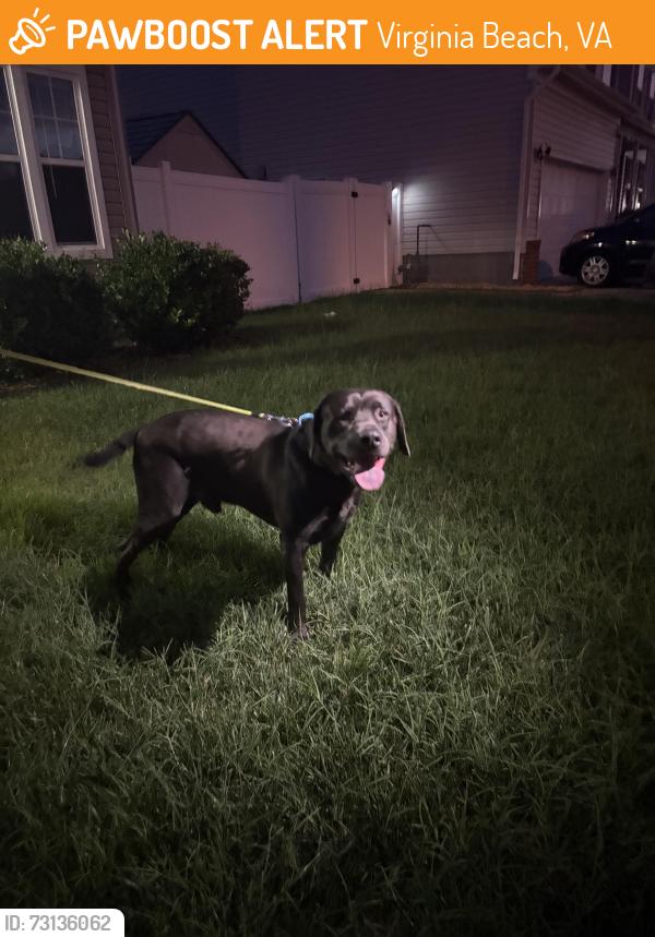 Found/Stray Male Dog last seen Breck Avenue, Virginia Beach, VA 23464