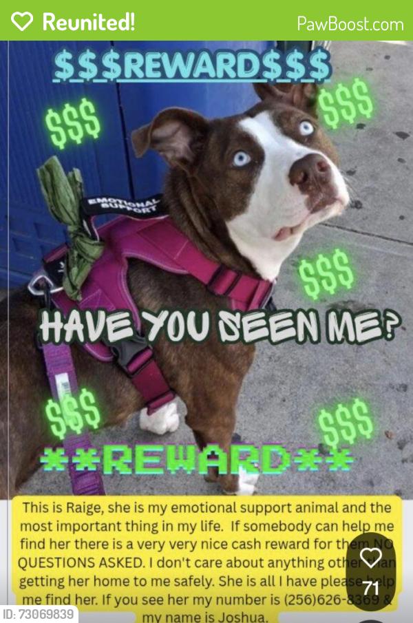 Reunited Female Dog last seen Argyle avenue, Los Angeles, CA 90028