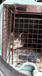 Found/Stray Male Cat last seen amity road and cambourne ct, Redland, MD 20877
