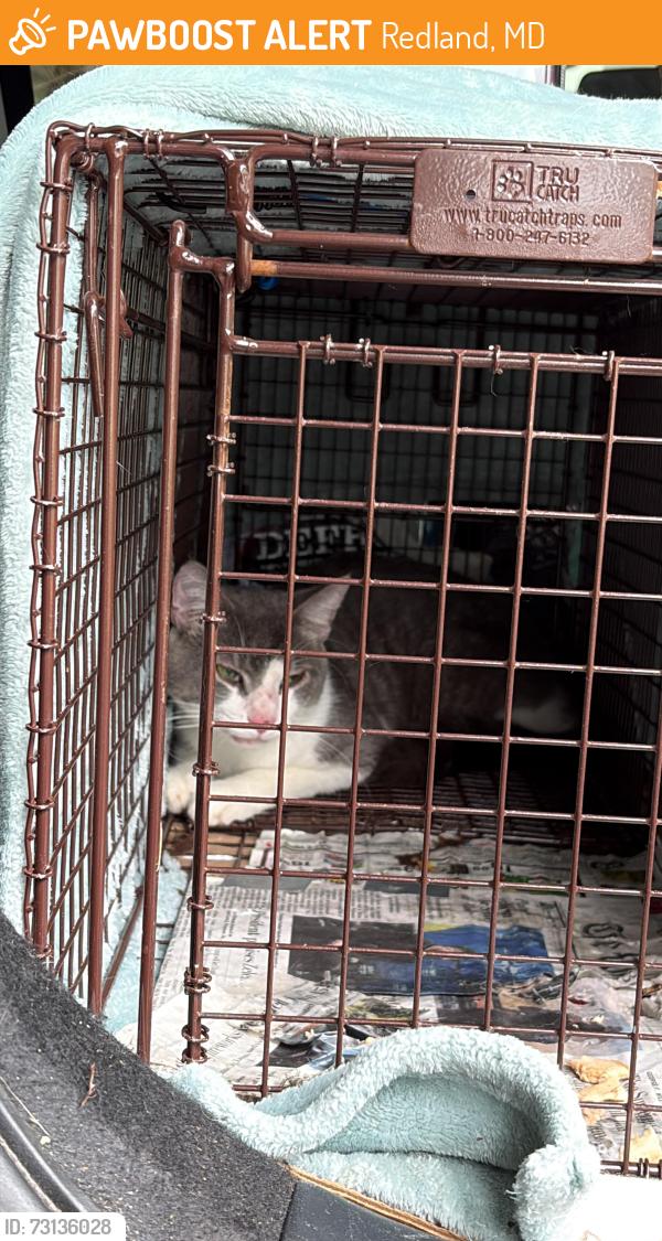 Found/Stray Male Cat last seen amity road and cambourne ct, Redland, MD 20877