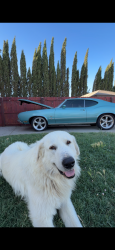Lost Male Dog last seen Bradbury Rd turlock ca, Mitchell Rd, CA 95380