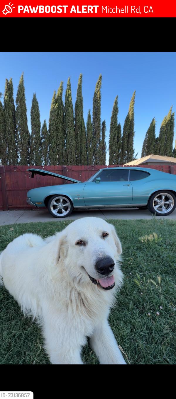 Lost Male Dog last seen Bradbury Rd turlock ca, Mitchell Rd, CA 95380