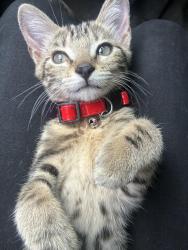 Lost Unknown Cat last seen Far North Shopping Center 6300 San Mateo Blvd NE Albuquerque, NM 87109 United States, Albuquerque, NM 87109