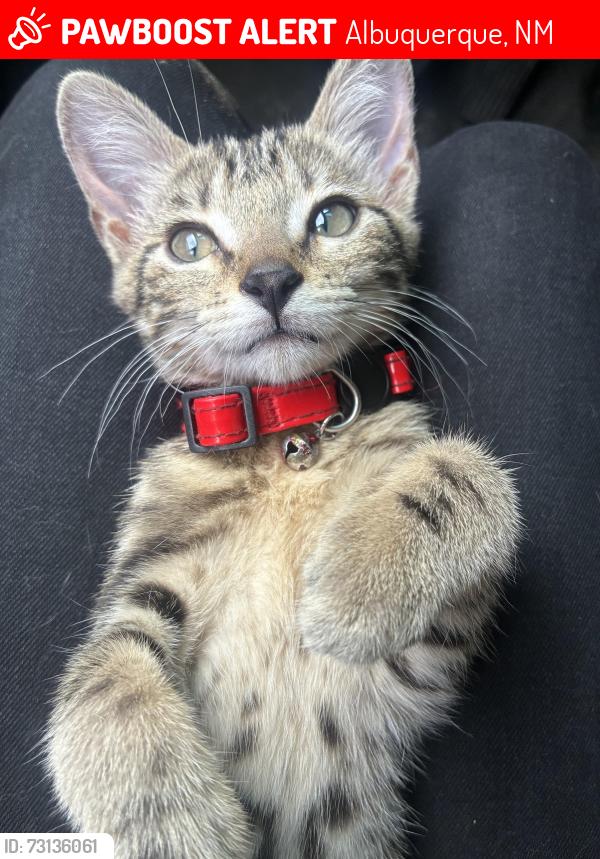 Lost Unknown Cat last seen Far North Shopping Center 6300 San Mateo Blvd NE Albuquerque, NM 87109 United States, Albuquerque, NM 87109