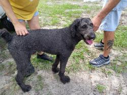 Found/Stray Male Dog last seen Near and challenger drive, Clay County, FL 32068
