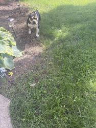 Lost Male Dog last seen Princeton Ave., Dayton, OH 45406