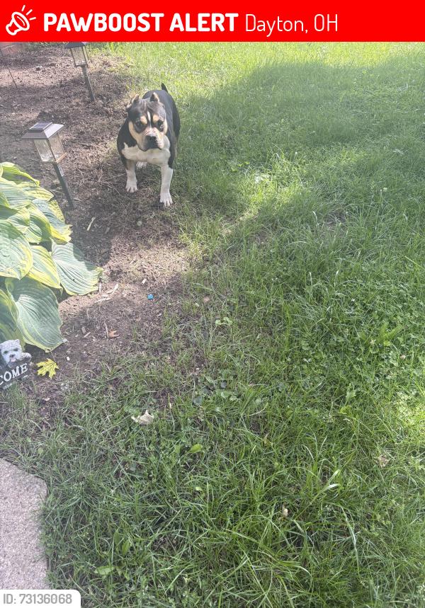 Lost Male Dog last seen Princeton Ave., Dayton, OH 45406