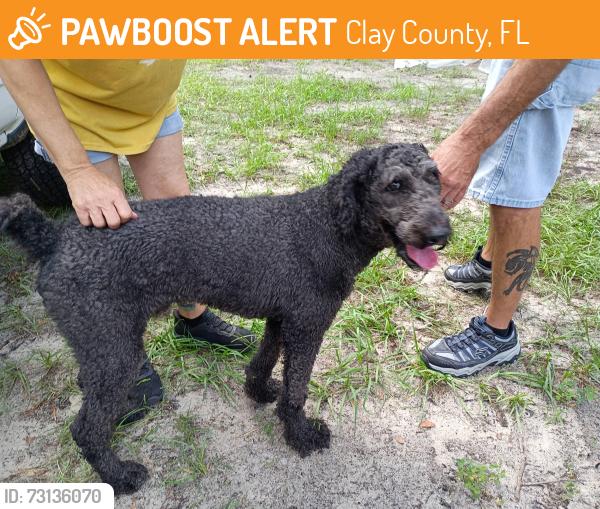 Found/Stray Male Dog last seen Near and challenger drive, Clay County, FL 32068