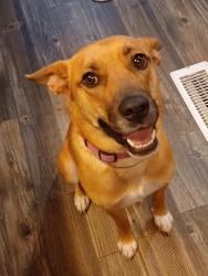 Lost Female Dog last seen West University blvd , heb, Odessa, TX 79763