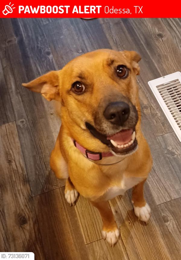 Lost Female Dog last seen West University blvd , heb, Odessa, TX 79763