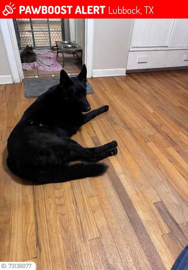 Lost Female Dog last seen Louisville and 34th Street, Lubbock, TX 79410