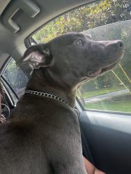 Found/Stray Male Dog last seen E.l miller middle school, Stone Mountain, GA 30088