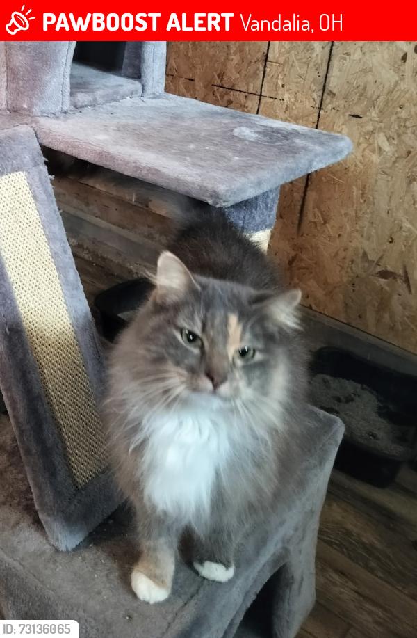 Lost Female Cat last seen Frederick Pike and Old Springfield Road , Vandalia, OH 45377