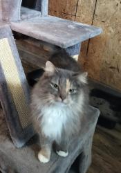 Lost Female Cat last seen Frederick Pike and Old Springfield Road , Vandalia, OH 45377