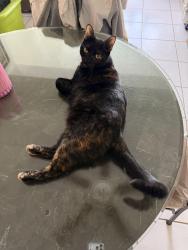 Lost Female Cat last seen Miramar pkwy and Nassau Drive, Miramar, FL 33023