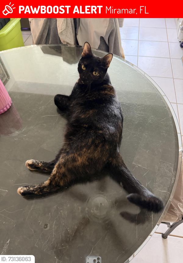 Lost Female Cat last seen Miramar pkwy and Nassau Drive, Miramar, FL 33023