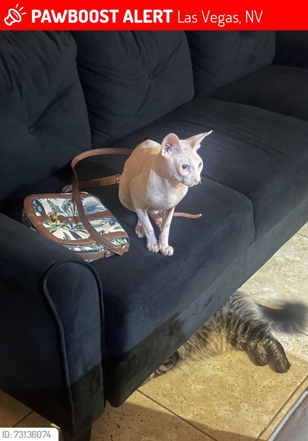 Lost Male Cat last seen Near E Willow Dove Ave, Las Vegas, NV 89123, Las Vegas, NV 89123